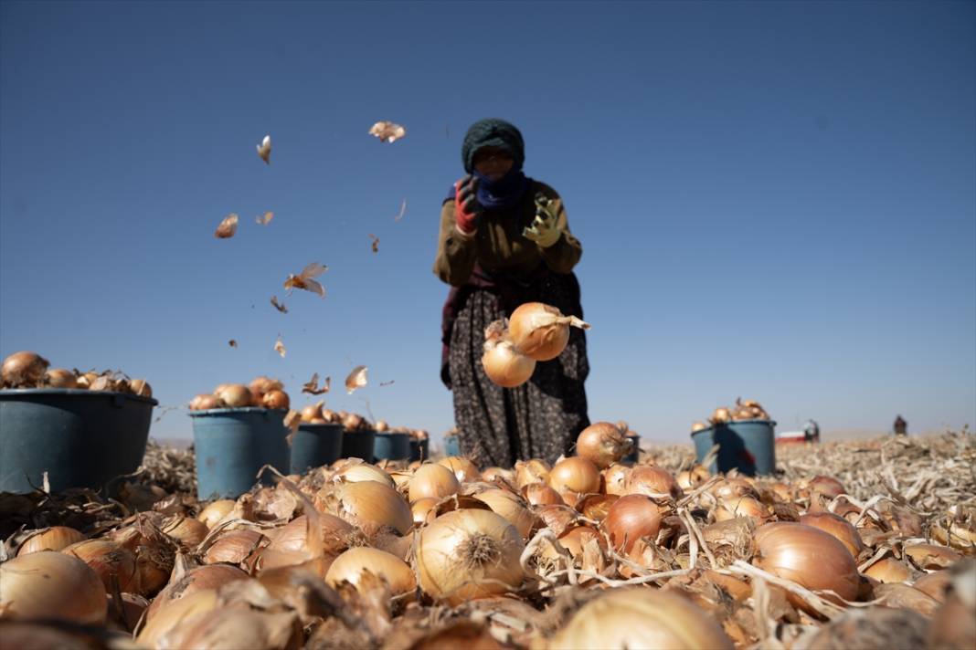 Konya Ovası’nda tablo gibi hasat 16